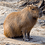 CApybara